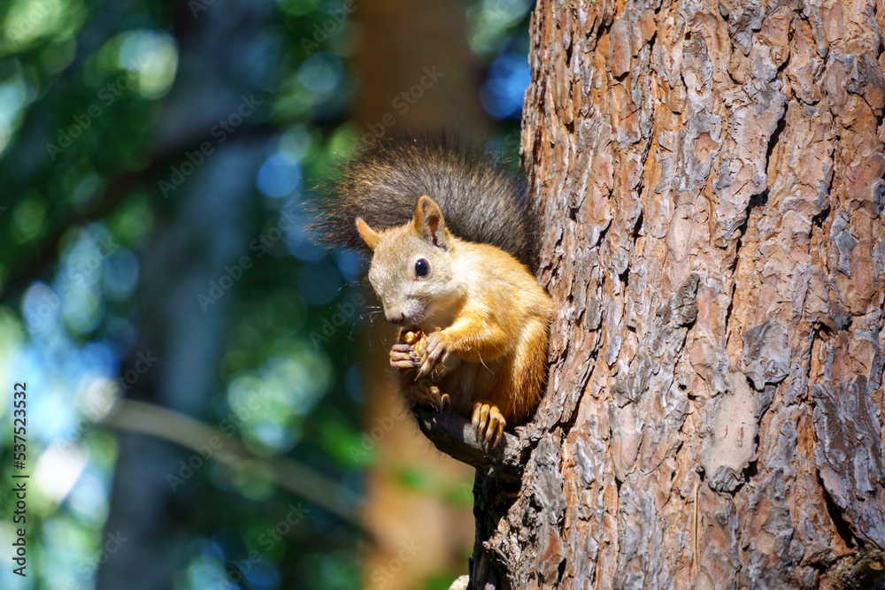 Obraz premium Squirrel eats a nut close-up. Sunny day. Selective focus