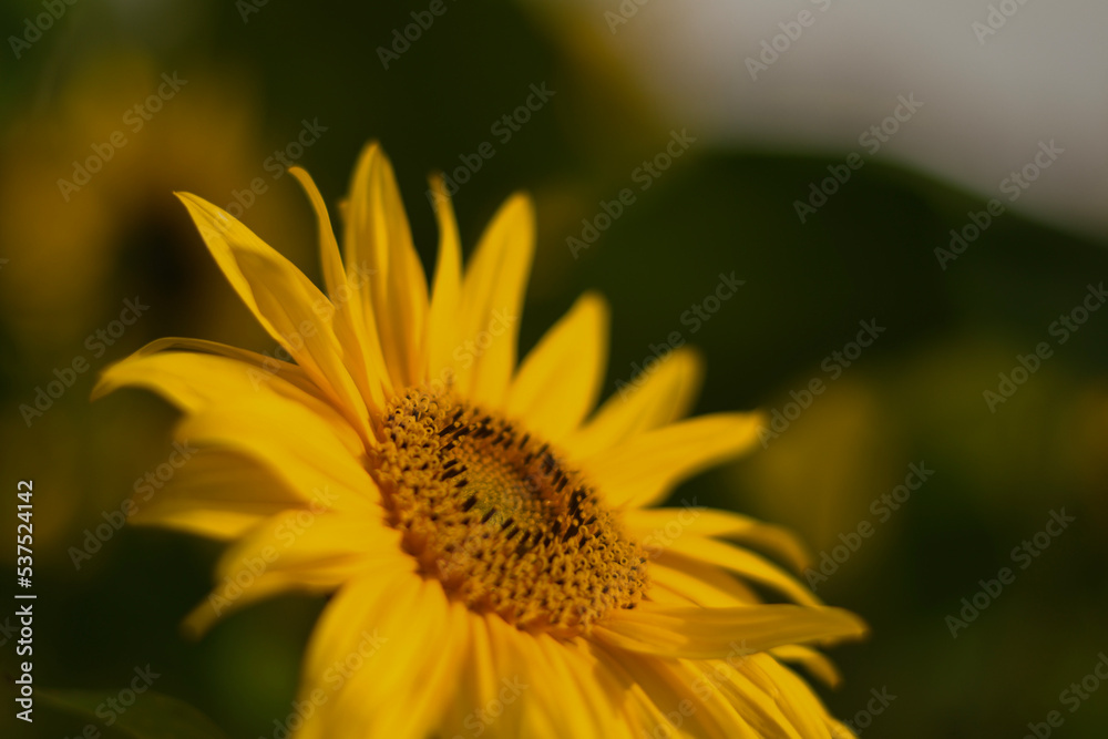 yellow flower macro yellow flower macro