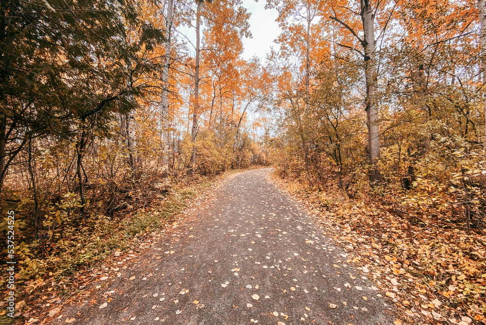 road in autumn forest