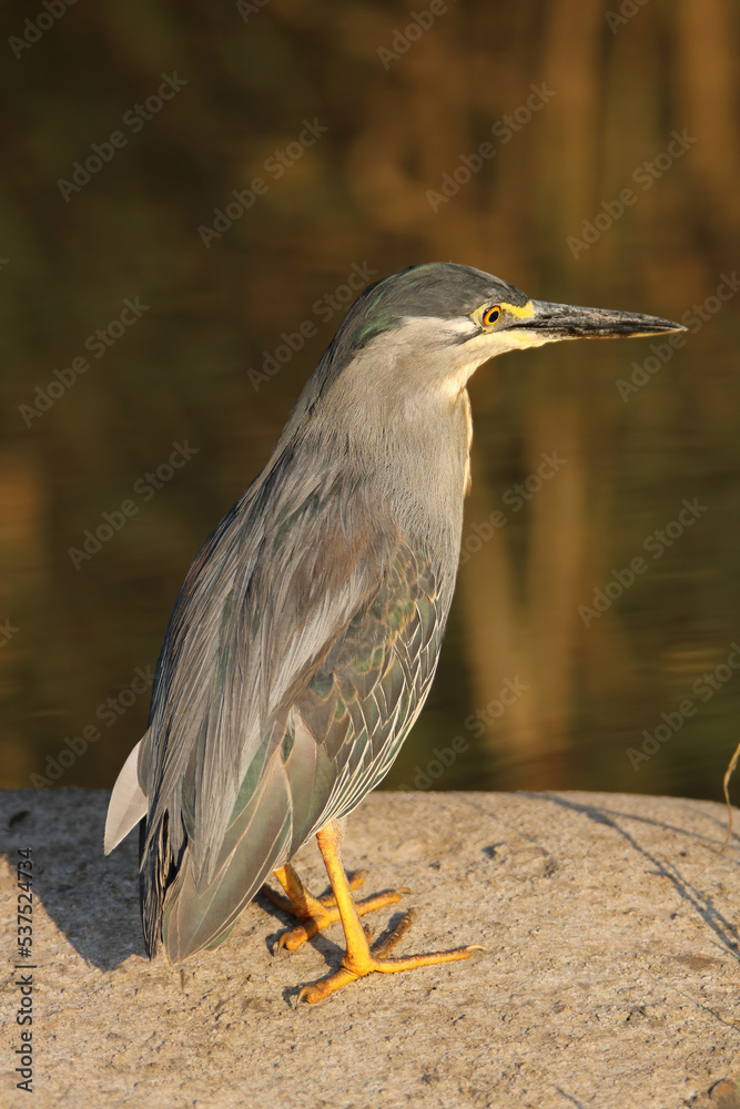 Fototapeta premium Green-backed or Striated Heron, Kruger National Park, South Africa