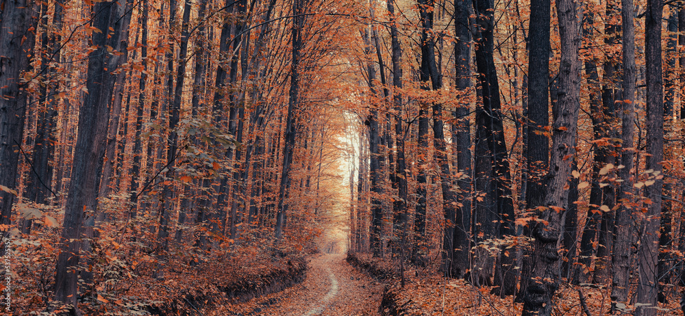 Naklejka premium autumn forest trees. nature green wood sunlight backgrounds.