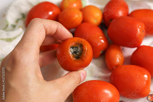 Spoiled fresh tomato. Crop Damage Due to Weather, Disease, and Pests. Selective focus © Алексей Филатов