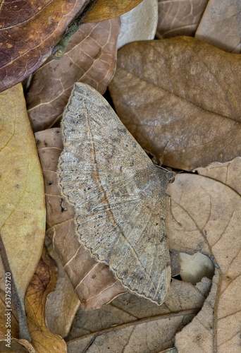 Velvetbean Moth (Anticarsia gemmatalis) with wings open, hidden camouflaged in dead leaves. Common species found in the Gulf States of the USA. 