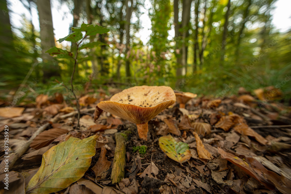 Fototapeta premium Large brown funnel cap wild mushroom growing on the forest ground in Europe. Close up ground level shot, no people