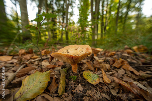 Large brown funnel cap wild mushroom growing on the forest ground in Europe. Close up ground level shot, no people