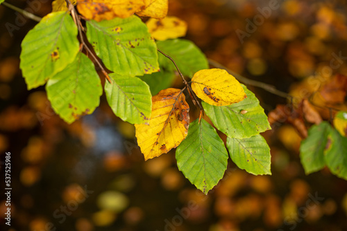 Colorful autumn leaves on tree branch, outdoor shot, shallow depth of field, no people