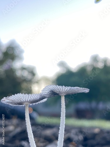 Mushrooms Against a Blue Sky