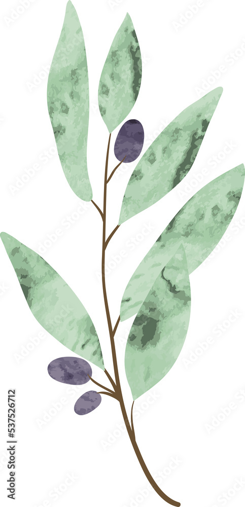 Watercolor olive branch illustration