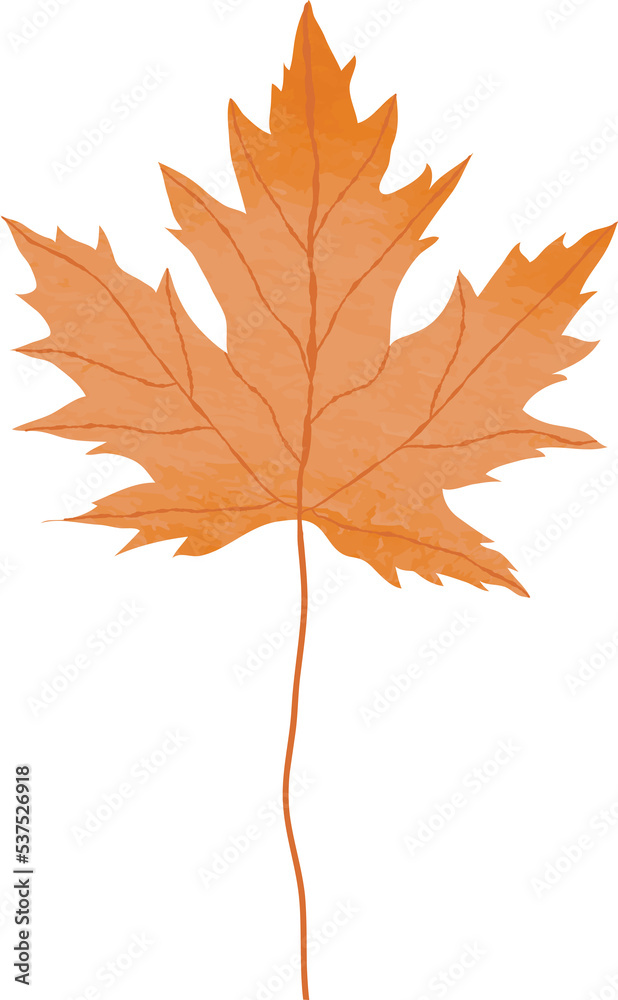 Fototapeta premium Watercolor maple leaf illustration