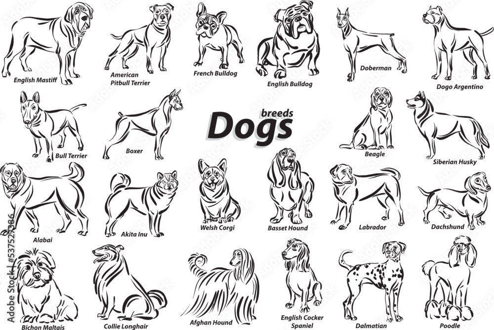 black and white dogs breed design line art most popular brush stroke freehand draw vector illustration