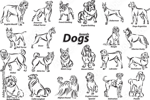 Fototapeta Naklejka Na Ścianę i Meble -  black and white dogs breed design line art most popular brush stroke freehand draw vector illustration