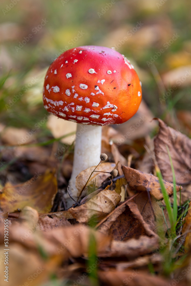 Russia. Saint-Petersburg. Amanita is a mushroom of the genus Fly Agaric. Russia. Saint-Petersburg. Amanita is a mushroom of the genus Fly Agaric.