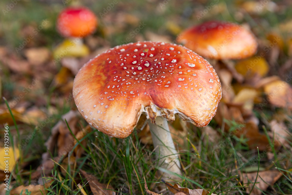Russia. Saint-Petersburg. Amanita is a mushroom of the genus Fly Agaric. Russia. Saint-Petersburg. Amanita is a mushroom of the genus Fly Agaric.