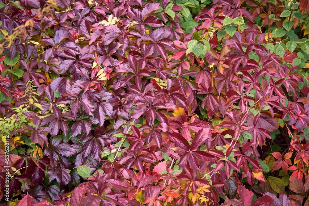 Colorful fall leaves Virginia creeper vine Parthenoci. Autumn red leaves background.