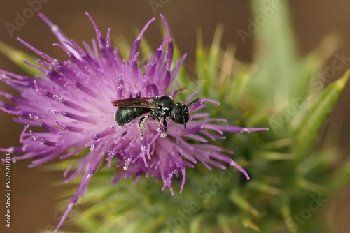 Closeup on a Mediterranean blue small Carpenter bee, Ceratina chalcites sitting on a purple thistle photo