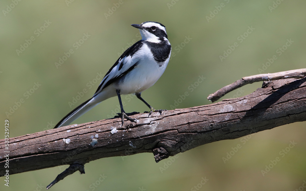 African Pied Wagtail, Kruger National Park, South Africa African Pied Wagtail, Kruger National Park, South Africa