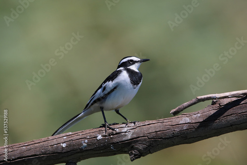 African Pied Wagtail, Kruger National Park, South Africa © Kim