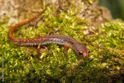 Closeup on an adult Foer-toed salamander, Hemidactylium scutatum in green moss photo
