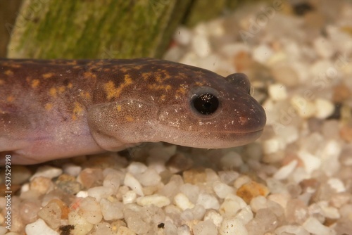 Closeup on the critically endangered Oki salamander, Hynobius okiensis, endemic to Japan photo