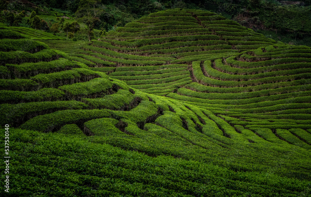 Green tea plantation with beautiful light
