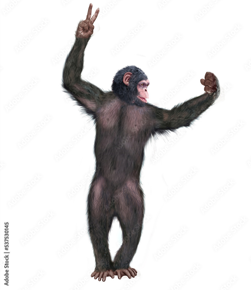chimpanzé, attitude, mouvement, gesticule, singe, expression, mammifère, jardin zoologique, illustration, animal, fourrure, bonobo, nature, sauvage, faune, drôle chimpanzé, attitude, mouvement, gesticule, singe, expression, mammifère, jardin zoologique, illustration, animal, fourrure, bonobo, nature, sauvage, faune, drôle