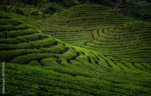 Green tea plantation with beautiful light 