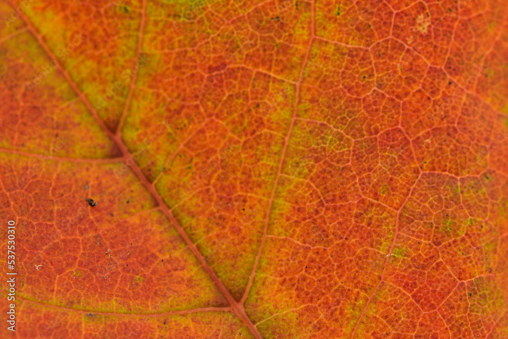 Obraz premium Makroaufnahme von einem Blatt im Herbst