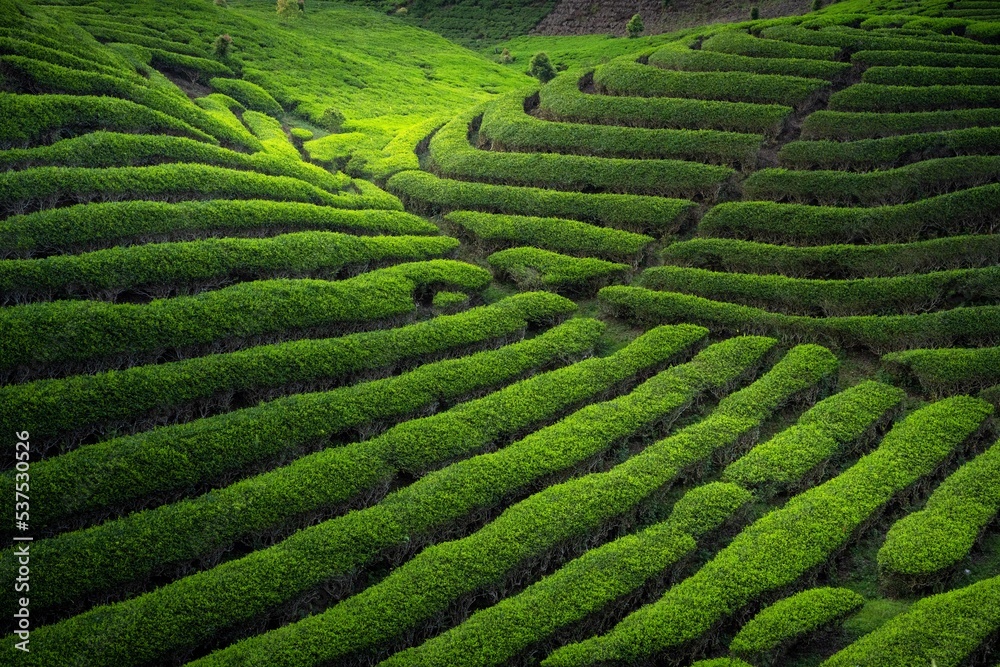 Green tea plantation with beautiful light
