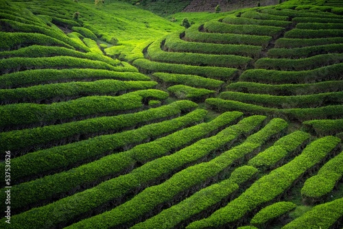 Green tea plantation with beautiful light 