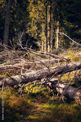 Fallen dry trees creating a composition against the background of the forest. Dry spruce branches
