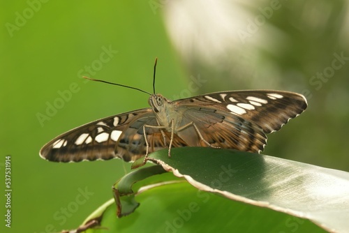 Low angle closeup on the colorful tropical Clipper butterfly, Parthenos sylvia with open wings