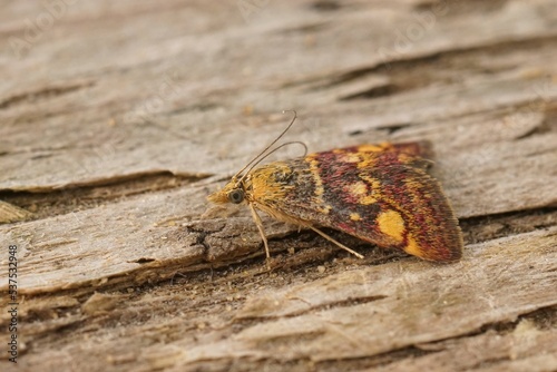 Close up of a common purple and gold moth, Pyrausta purpuralis photo