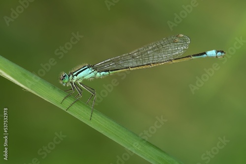 Closeup on a blue-tailed damselfly, Ischnura elegans sitting on a straw of grass photo