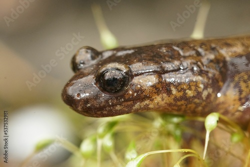 lose up of a female Dunn's salamander, Plethodon dunni in the scenic highway at Columbia river Gorge photo