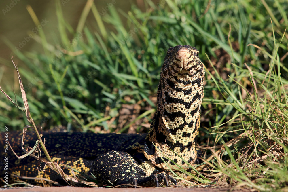 Fototapeta premium Nile Monitor Lizard, Kruger National Park, South Africa