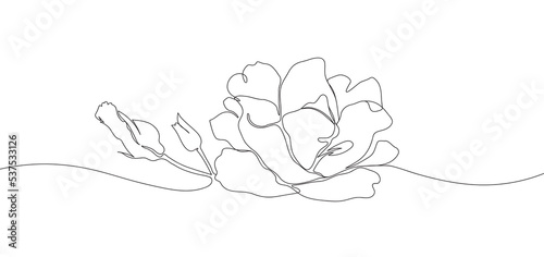 Contour drawing of flower rose on a white background. Rose one line continuous drawing.