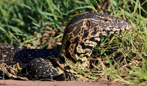 Nile Monitor Lizard  Kruger National Park  South Africa