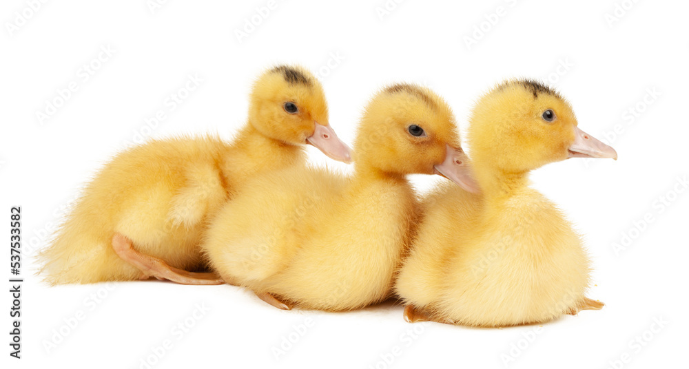 Three yellow young ducklings on a white background. Three yellow young ducklings on a white background.
