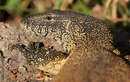 Nile Monitor Lizard, Kruger National Park, South Africa