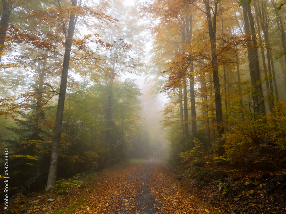 Obraz premium Nebelwald