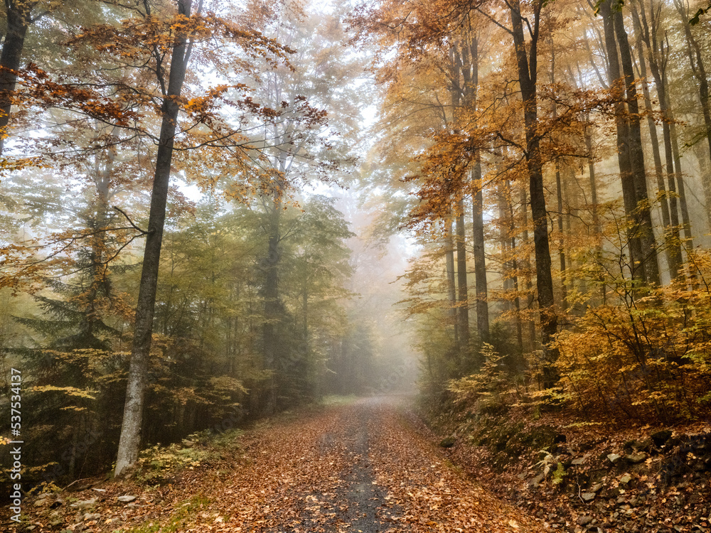 Fototapeta premium bayerischer wald