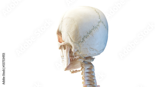 3d rendered medical illustration of the human skull