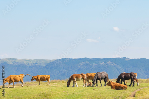 herd of horses © 成貴 平井
