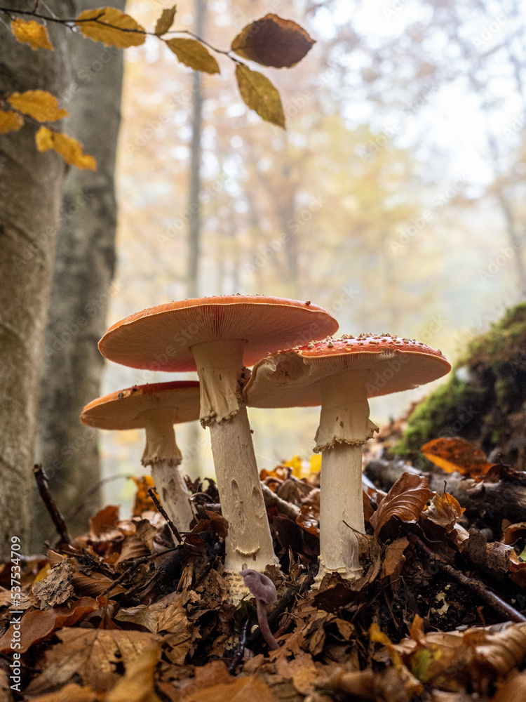 Fototapeta premium Fliegenpilz