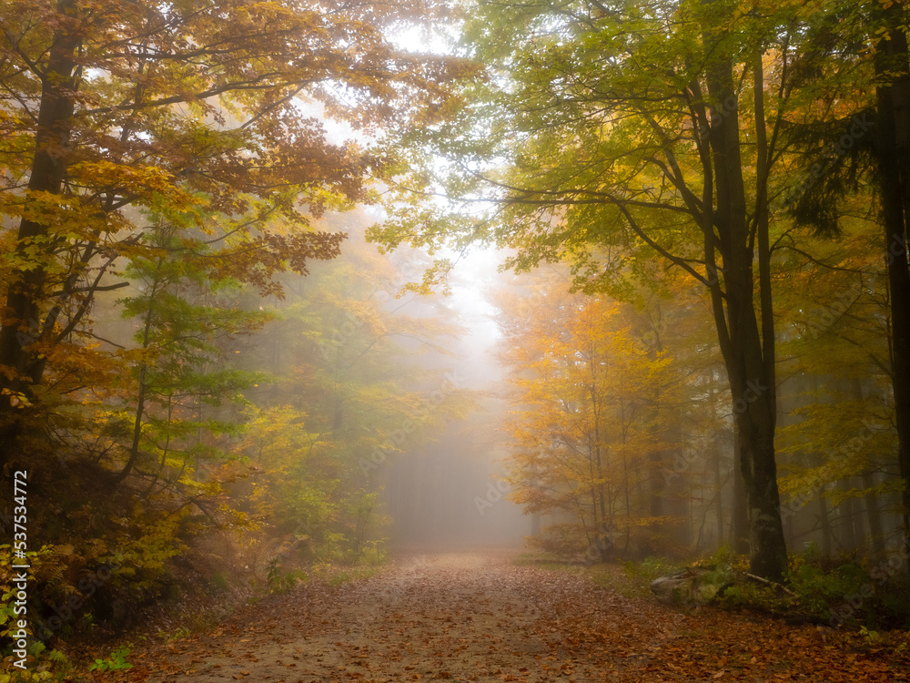 Obraz premium bayerischer wald