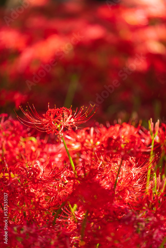 Lycoris radiata (Red spider lily) at Kinchakuda photo