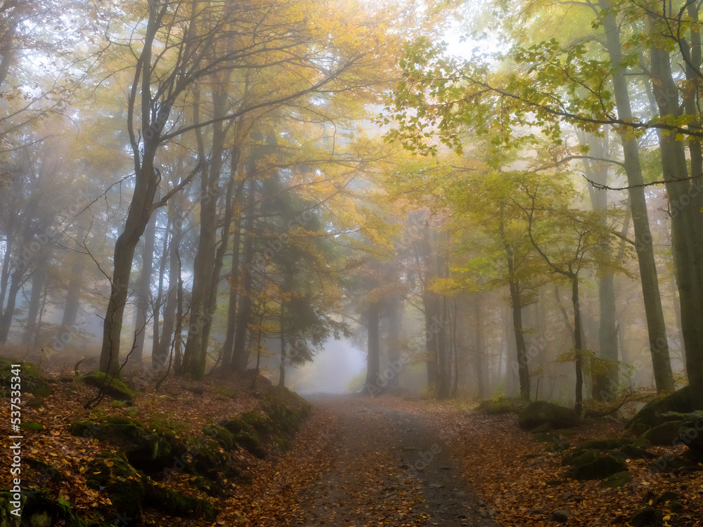 bayerischer wald