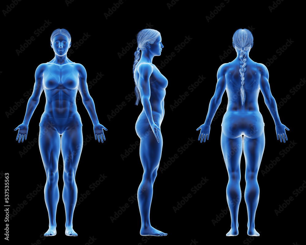3d rendered medical illustration of a female bodybuilder body