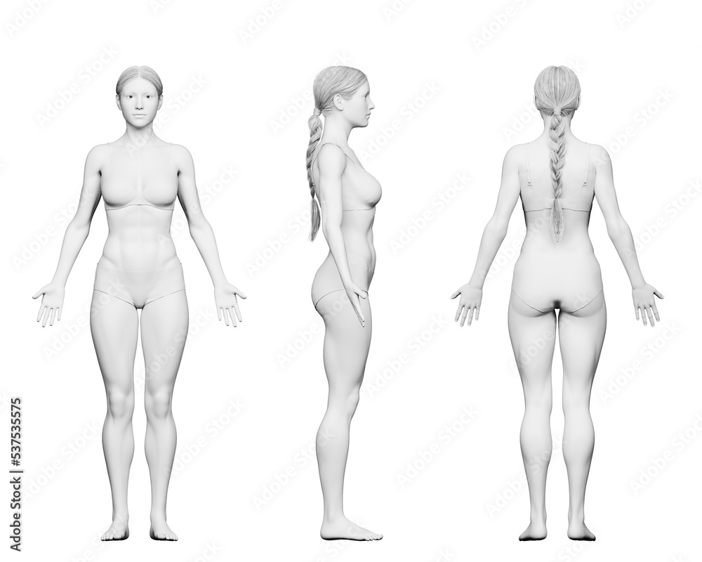 3d rendered medical illustration of a fit female body Stock