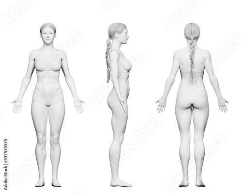 3d rendered medical illustration of a fit female body